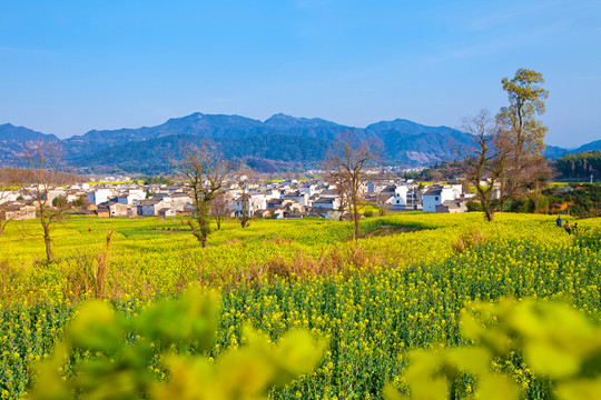 卢村春色