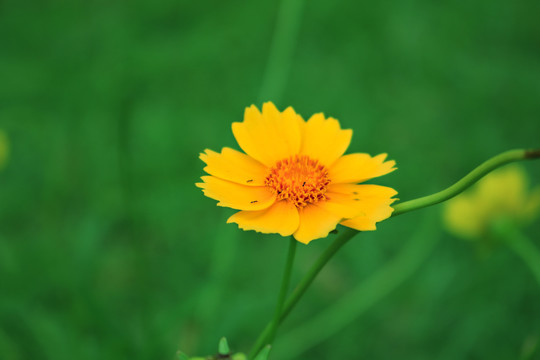 金鸡菊