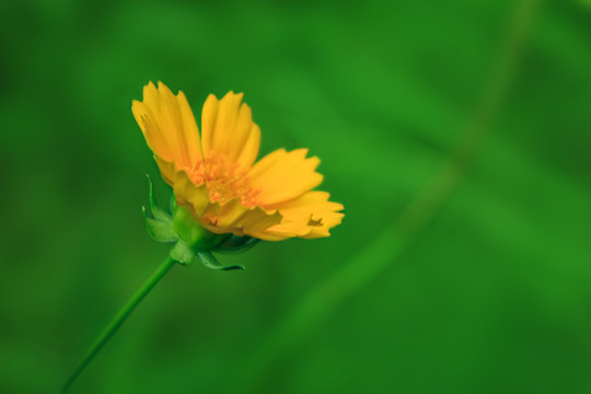 金鸡菊