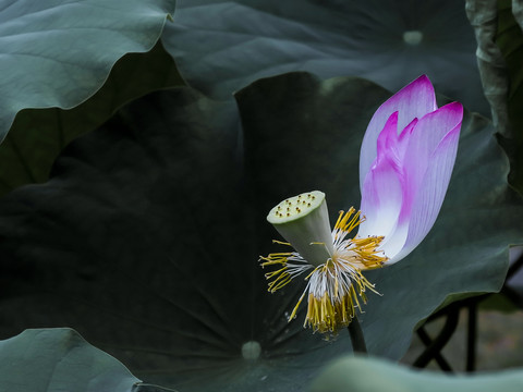 荷花神韵