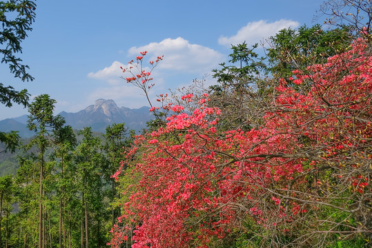 岳西天峡映山红