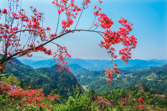 岳西天峡映山红