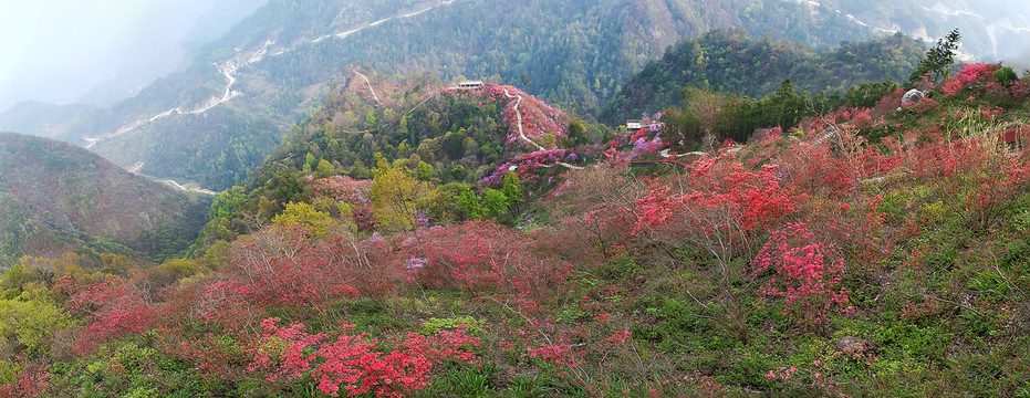 岳西天峡杜鹃花海