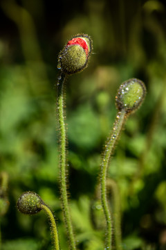 萌芽