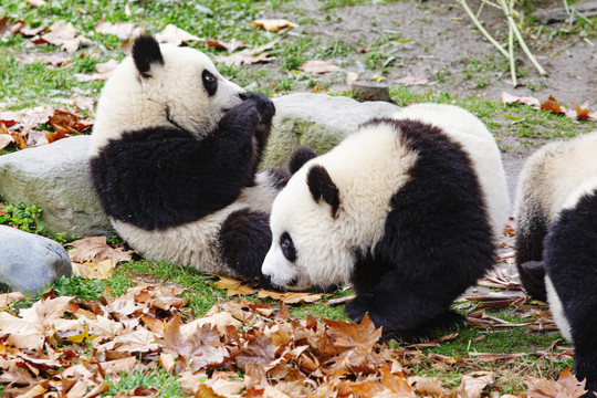 吃竹子熊猫宝宝