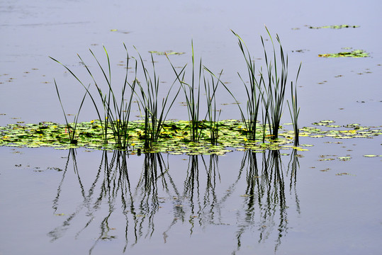 池塘浮萍水草
