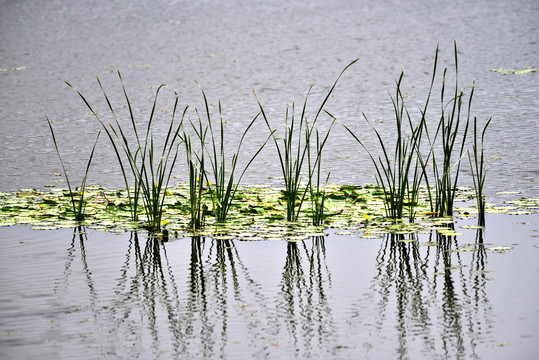 池塘浮萍水草