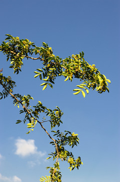 花椒枝