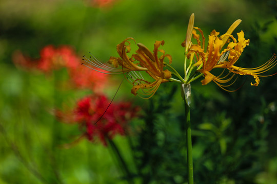 龙爪花