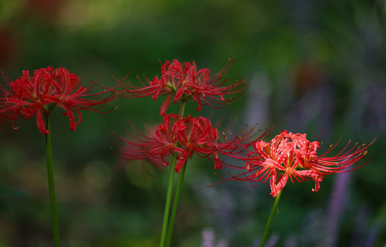 龙爪花