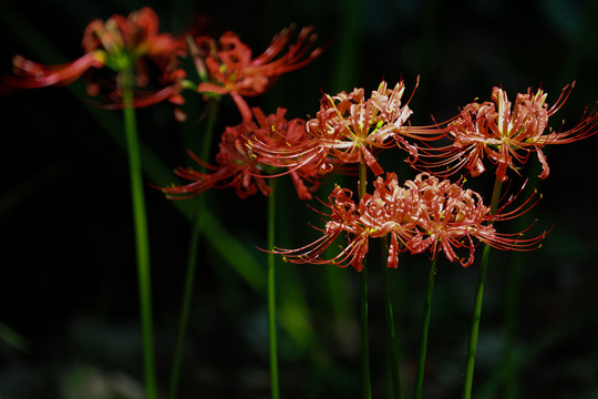 龙爪花