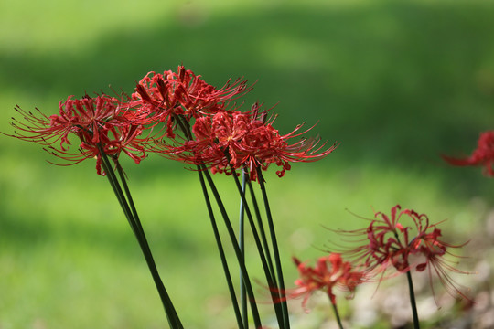 龙爪花