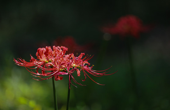 龙爪花