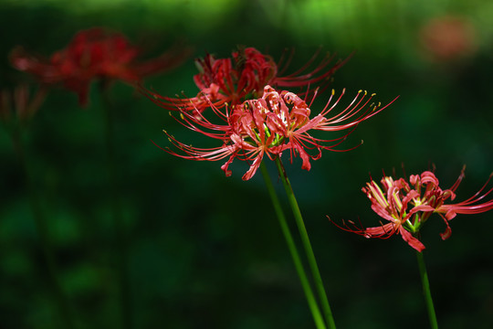 龙爪花