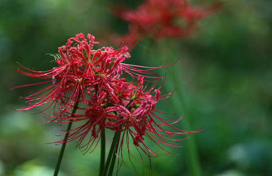 龙爪花