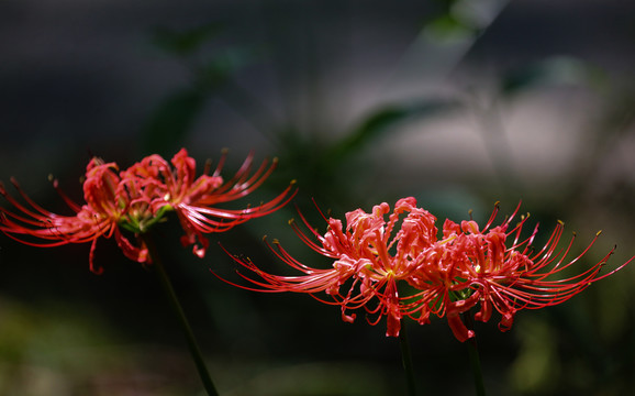 龙爪花