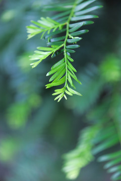 绿植叶子