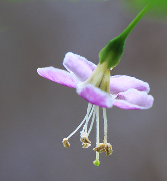 枸杞花