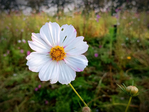 波斯菊花