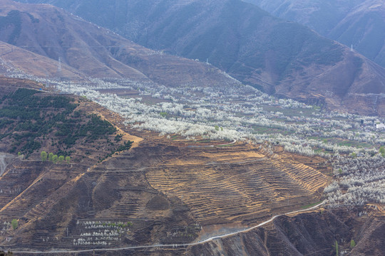 四川阿坝州金川春天梨花风景