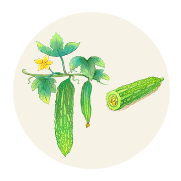 手繪水彩蔬菜苦瓜