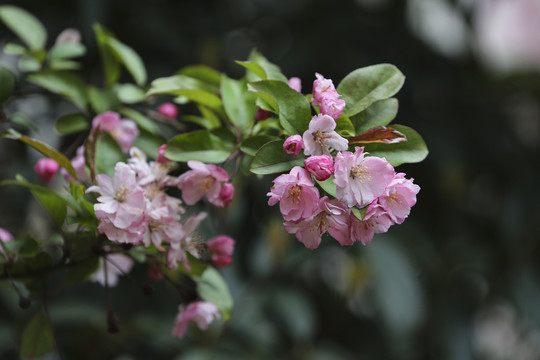 春天海棠花