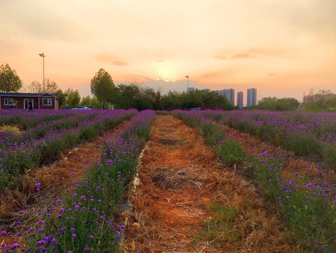 花丛中夕阳西下