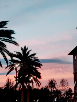 夕阳棕榈树