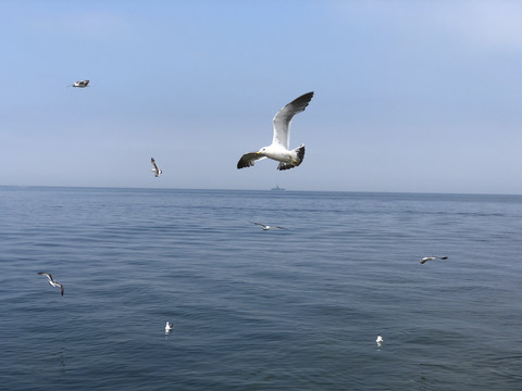 海鸟