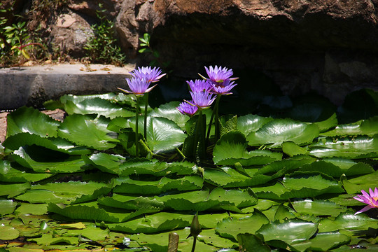 蓝莲花