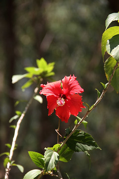 朱槿花