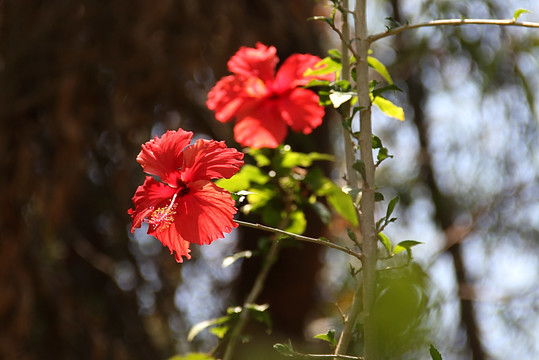 朱槿花