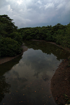 海南红树林保护区