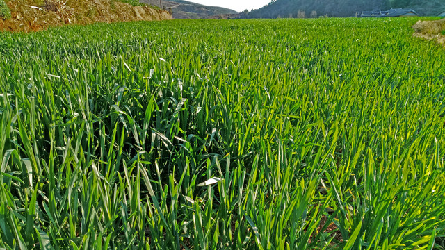 小麦地麦苗