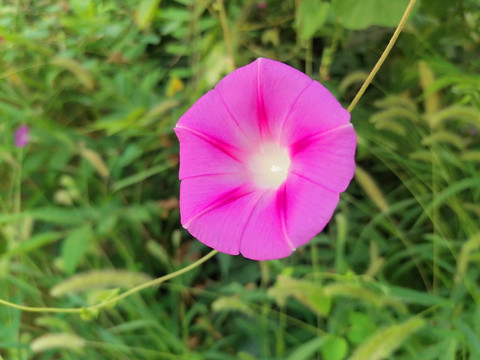 野牵牛花