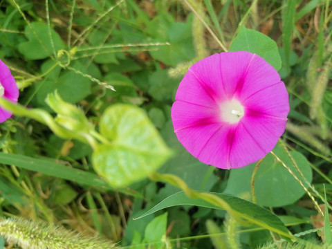 牵牛花