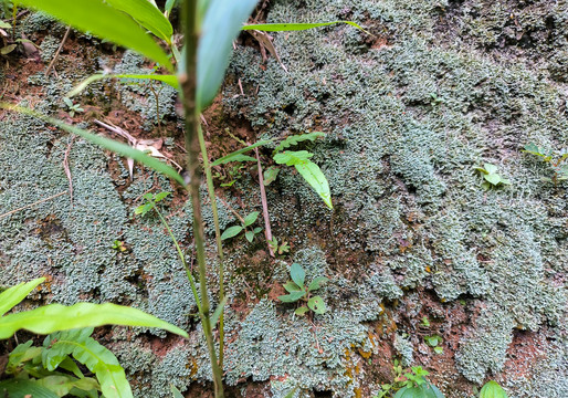 苔藓