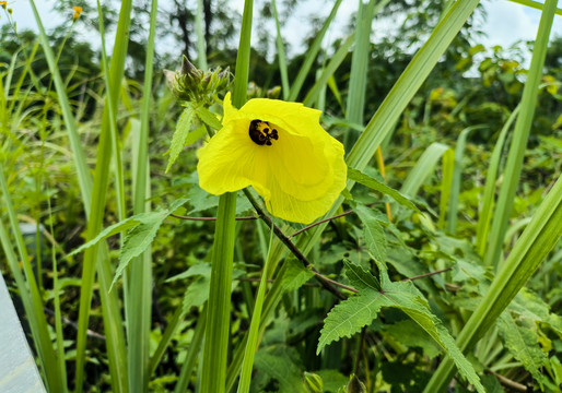 黄槿