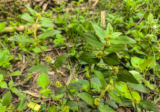 飞扬草