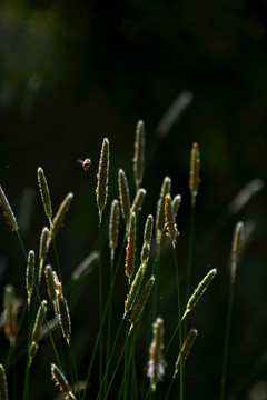 野草