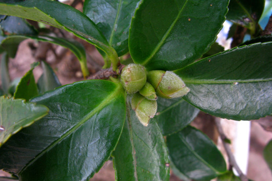 山茶花