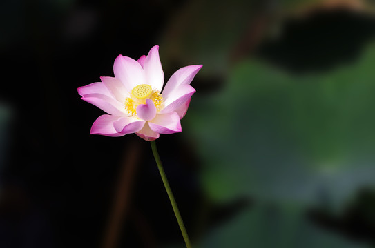 宏村南湖荷花