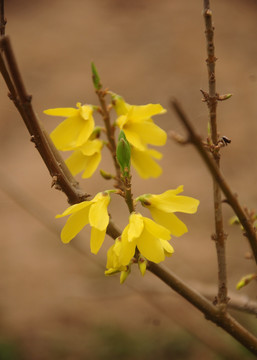 迎春花