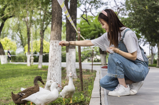 在公园里喂鸭子的甜美东方女孩