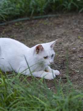 颐和园里的小野猫