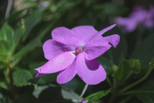 花朵微拍