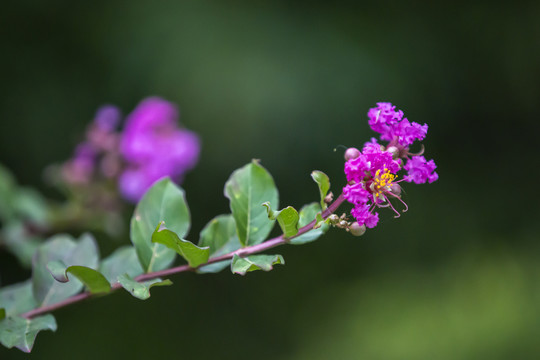 紫薇花