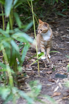 小橘猫