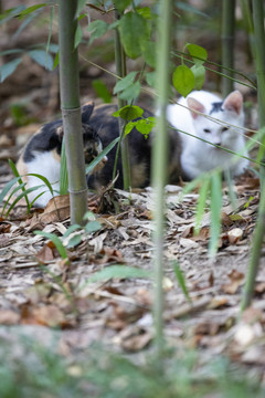 竹林中的猫