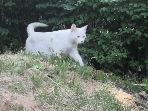 猫咪散步